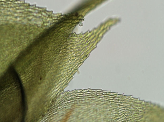 In arrivo la seconda edizione della scuola di microscopia ottica per i beni culturali